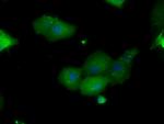 PIM2 Antibody in Immunocytochemistry (ICC/IF)