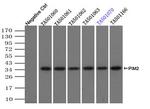PIM2 Antibody in Immunoprecipitation (IP)