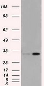 PIM2 Antibody in Western Blot (WB)