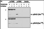 PIM2 Antibody in Immunoprecipitation (IP)