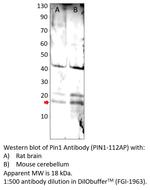 Pin1 Polyclonal Antibody