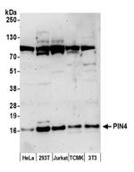PIN4 Polyclonal Antibody