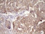 PIN4 Antibody in Immunohistochemistry (Paraffin) (IHC (P))