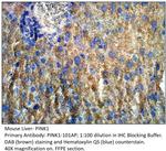 PINK1 Polyclonal Antibody