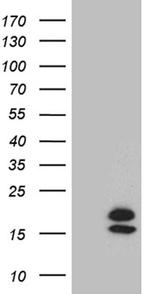 PIP Antibody in Western Blot (WB)