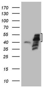 PISD Antibody in Western Blot (WB)