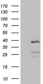 PISD Antibody in Western Blot (WB)