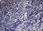 PITPNB Antibody in Immunohistochemistry (Paraffin) (IHC (P))