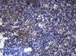 PITPNB Antibody in Immunohistochemistry (Paraffin) (IHC (P))