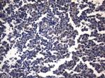 PITPNB Antibody in Immunohistochemistry (Paraffin) (IHC (P))