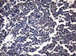 PITPNB Antibody in Immunohistochemistry (Paraffin) (IHC (P))