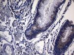 PITPNB Antibody in Immunohistochemistry (Paraffin) (IHC (P))