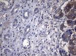 PITPNB Antibody in Immunohistochemistry (Paraffin) (IHC (P))