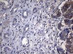 PITPNB Antibody in Immunohistochemistry (Paraffin) (IHC (P))