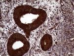 PITPNB Antibody in Immunohistochemistry (Paraffin) (IHC (P))