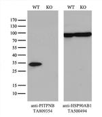 PITPNB Antibody
