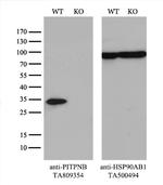 PITPNB Antibody in Western Blot (WB)