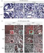 PIWIL1 Antibody in Immunohistochemistry (Paraffin) (IHC (P))