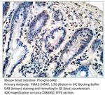 Phospho-JAK2 (Tyr1008, Tyr1009) Polyclonal Antibody