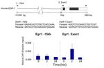 PRKAR2A Antibody in ChIP Assay (ChIP)