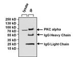 PKC alpha Antibody in Immunoprecipitation (IP)