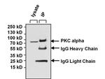 PKC alpha Antibody in Immunoprecipitation (IP)
