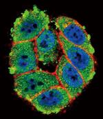 PKC alpha Antibody in Immunocytochemistry (ICC/IF)