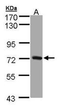 PKC epsilon Antibody in Western Blot (WB)
