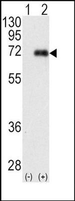 PKC lambda/iota Antibody in Western Blot (WB)