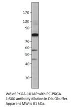 cGKI Polyclonal Antibody