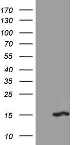 PKIA Antibody in Western Blot (WB)