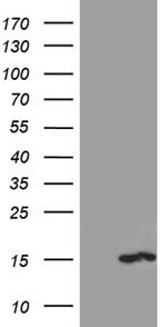 PKIA Antibody in Western Blot (WB)
