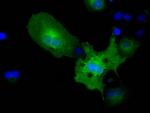 PKLR Antibody in Immunocytochemistry (ICC/IF)