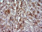PLA2G16 Antibody in Immunohistochemistry (Paraffin) (IHC (P))