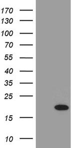 PLAC8L1 Antibody in Western Blot (WB)