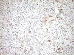 PLAT Antibody in Immunohistochemistry (Paraffin) (IHC (P))