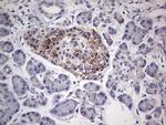PLAU Antibody in Immunohistochemistry (Paraffin) (IHC (P))