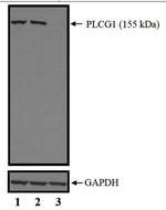 PLCG1 Polyclonal Antibody