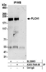 PLCH1 Polyclonal Antibody
