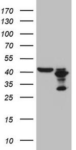 PLCXD1 Antibody in Western Blot (WB)