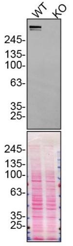 Plectin Antibody in Western Blot (WB)