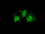 PLEK Antibody in Immunocytochemistry (ICC/IF)