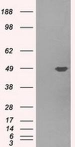 PLEK Antibody in Western Blot (WB)