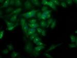 PLEKHA3 Antibody in Immunocytochemistry (ICC/IF)