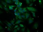 PLEKHA3 Antibody in Immunocytochemistry (ICC/IF)