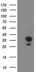 PLEKHA3 Antibody in Western Blot (WB)