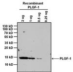 PGF Monoclonal Antibody (24G3)
