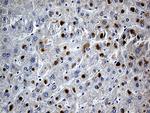 PLIN5 Antibody in Immunohistochemistry (Paraffin) (IHC (P))