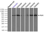 PLK1 Antibody in Immunoprecipitation (IP)