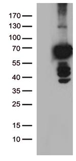 PLK1 Antibody in Western Blot (WB)